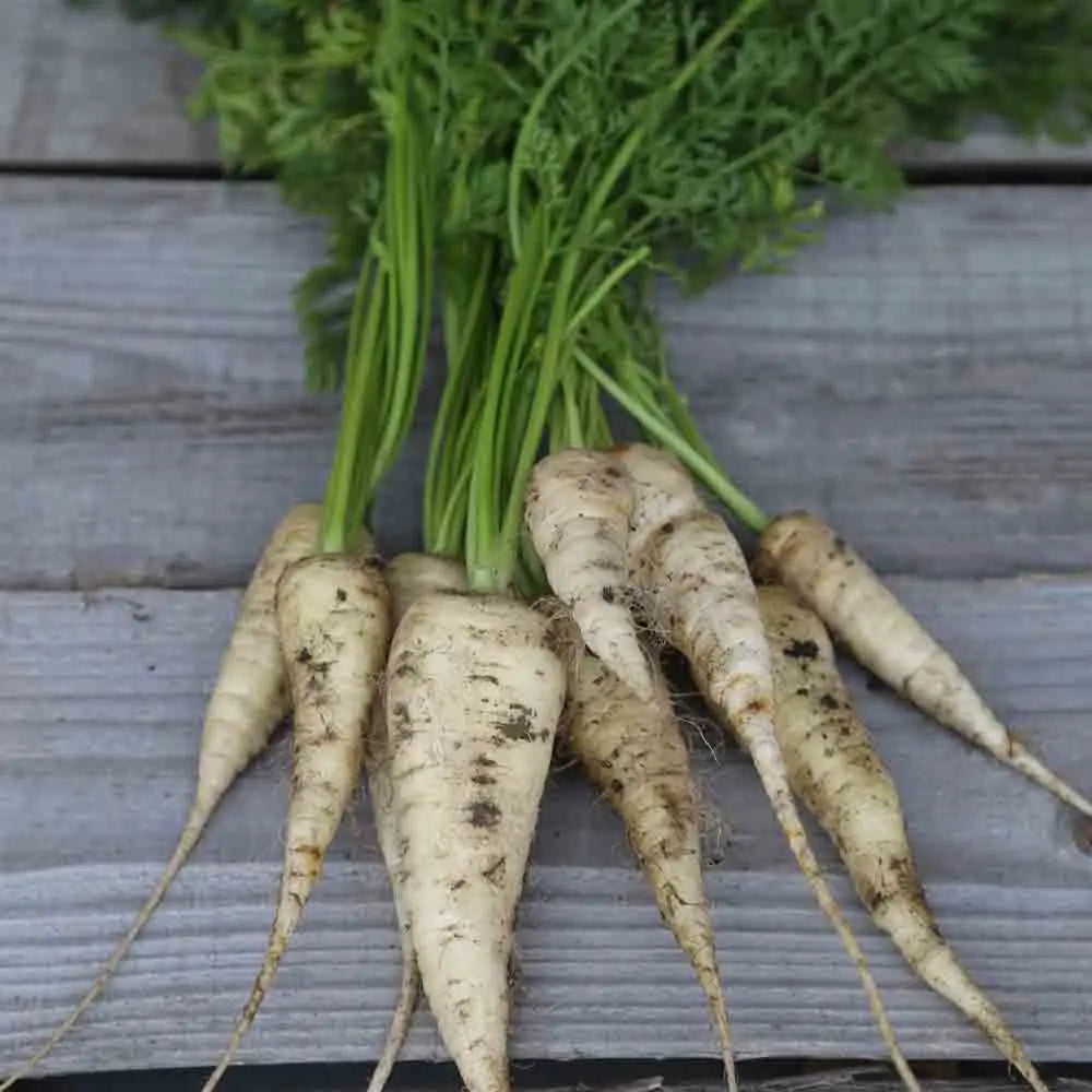 Graines de Carotte Blanche Demi-Longue Des Vosges Bio – La Ferme de ...