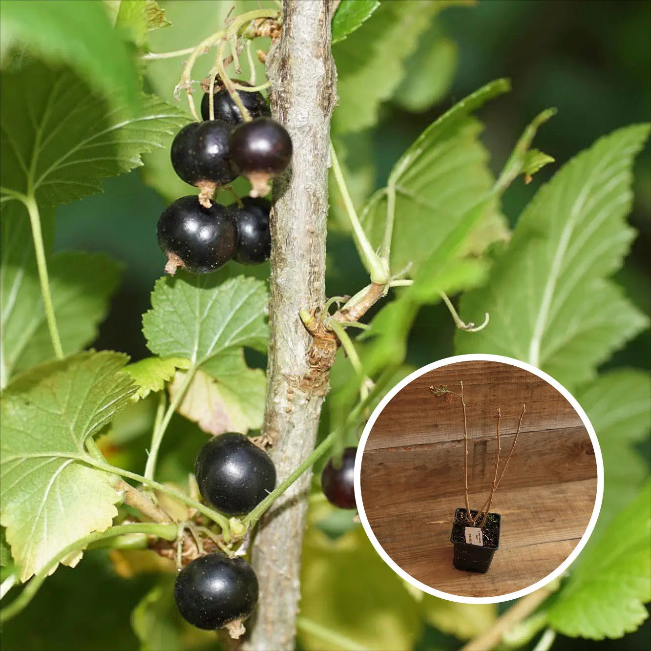 cassis plante CASSIS BIGNO AB