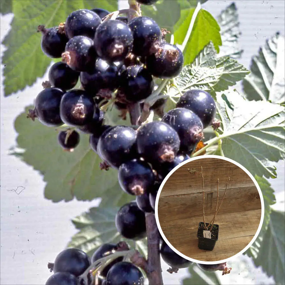 CASSIS BIGNO AB - PLANT 