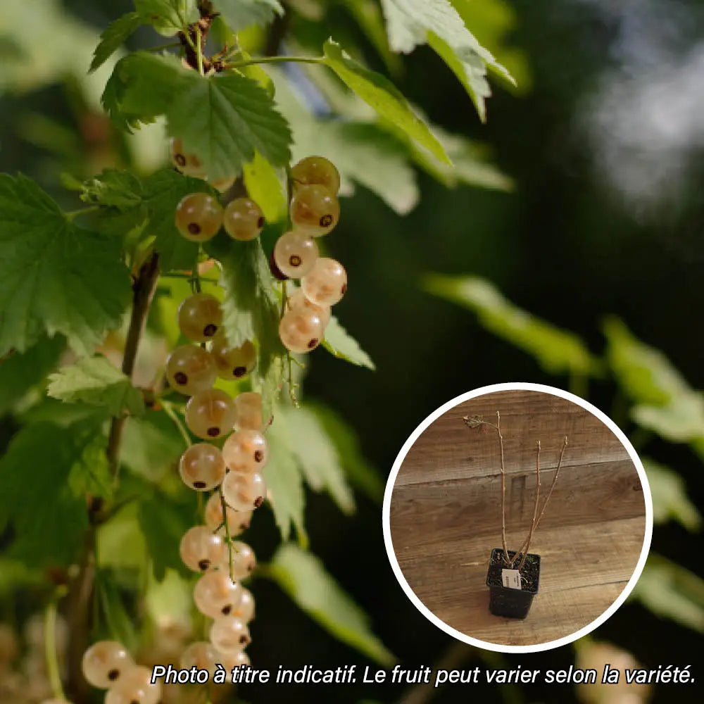 CASSIS BLANC AB - PLANT 