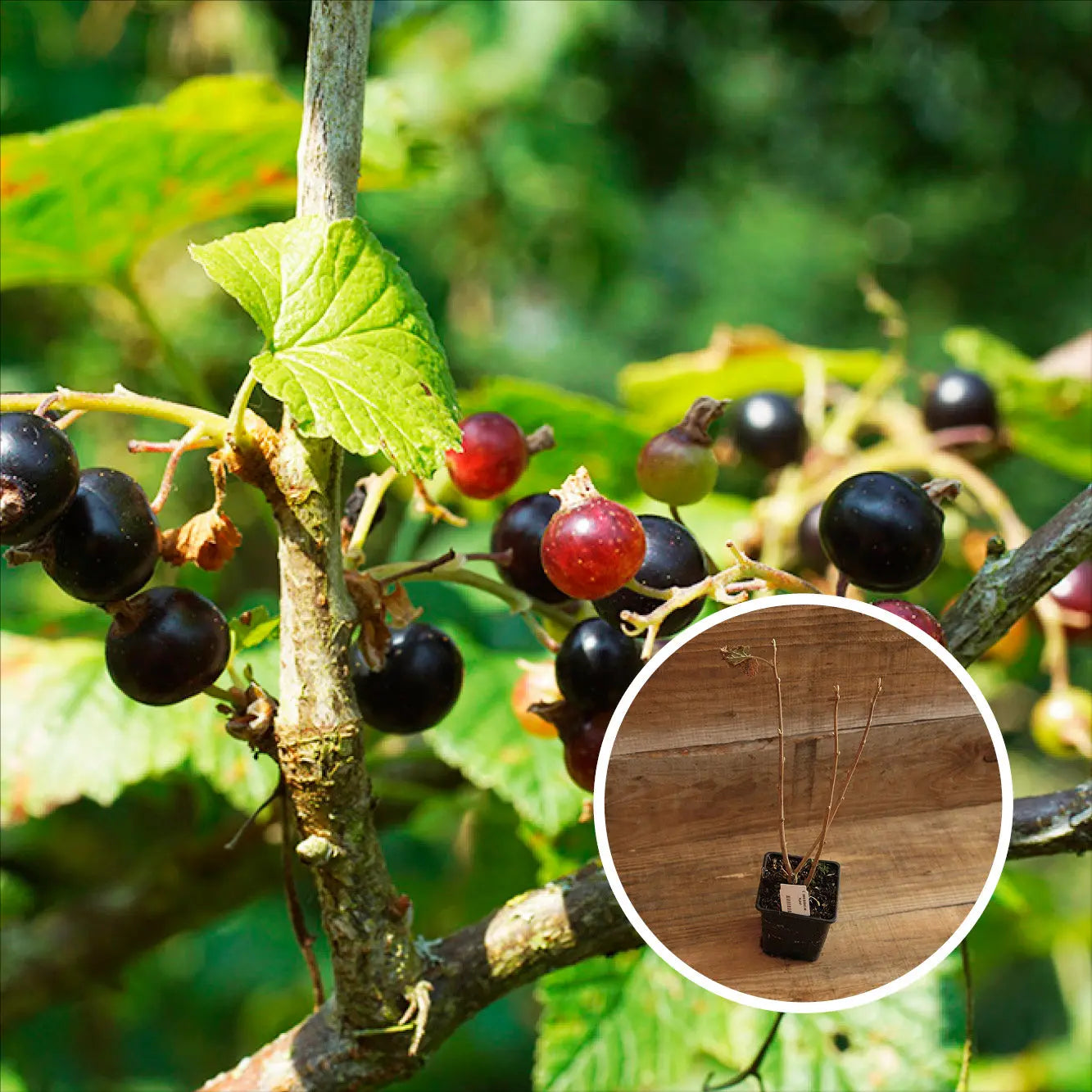 CASSIS GEANT DE BOSKOOP AB -  PLANT 