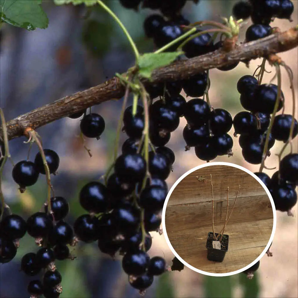CASSIS NOIR ANDEGA AB - PLANT 