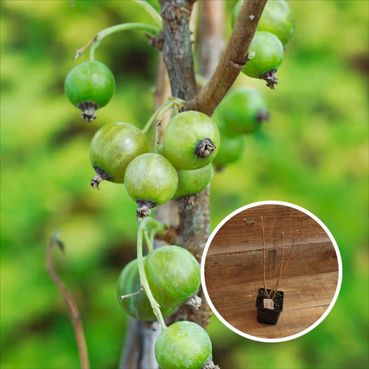 CASSIS OJEBLANC AB - PLANT 