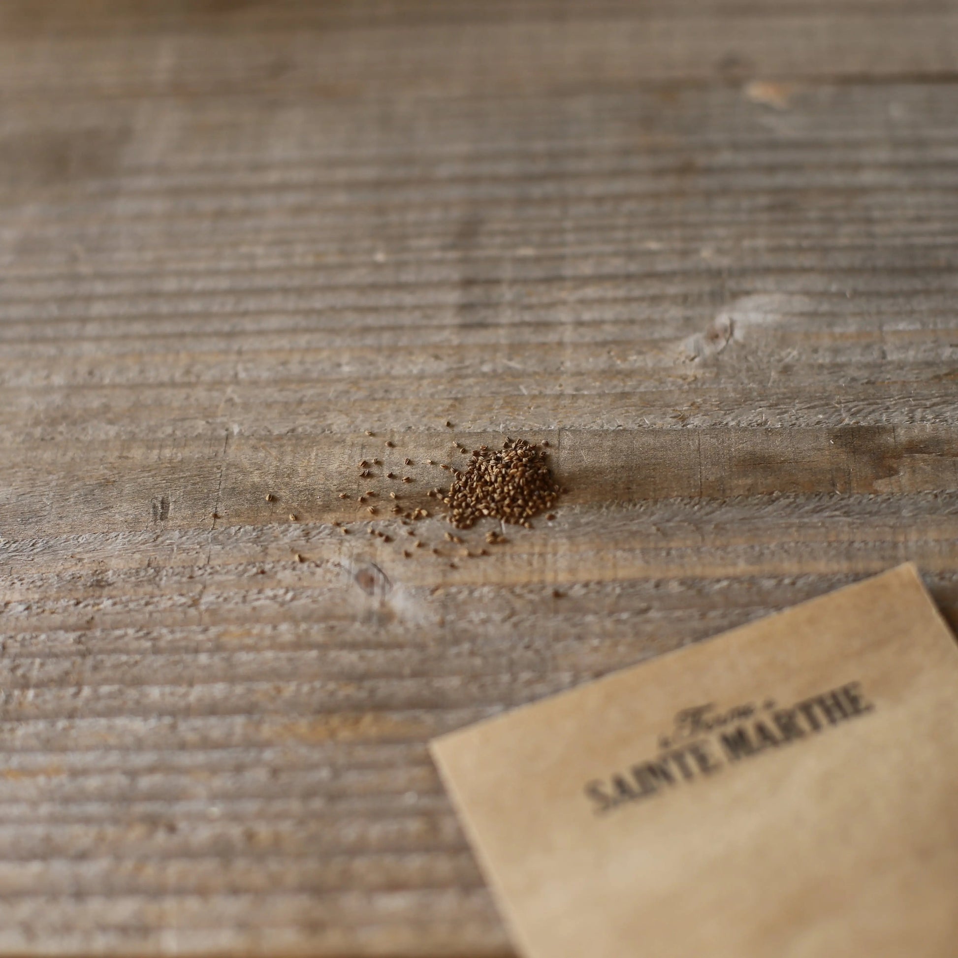 CELERI À CÔTES VIOLET DE TOURS AB