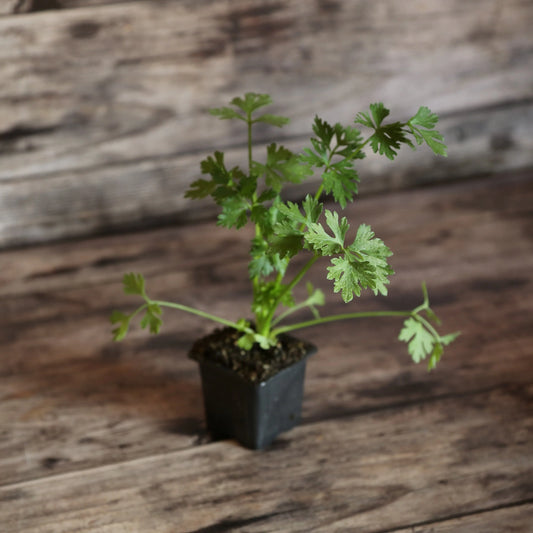 CELERI A COUPER  AB - PLANT 