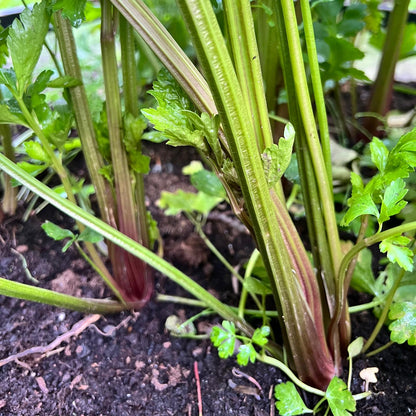 CELERI À CÔTES VIOLET DE TOURS AB 