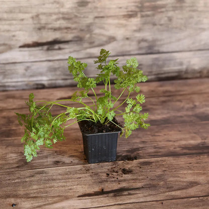 CERFEUIL COMMUN AB - PLANT 