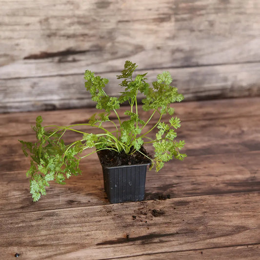 CERFEUIL COMMUN AB - PLANT 