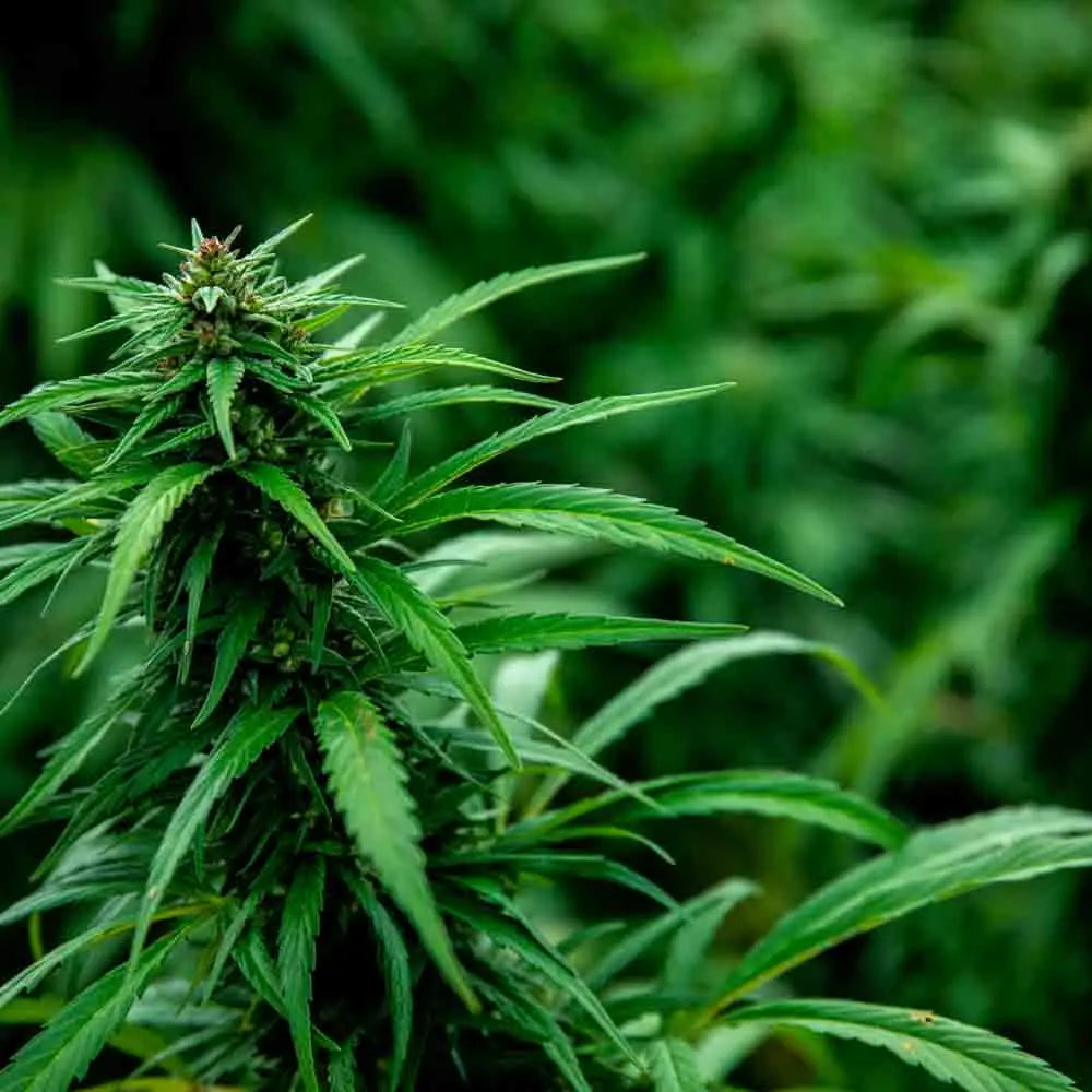 CHANVRE KOMPOLTI CBD NT - Cannabis sativa 