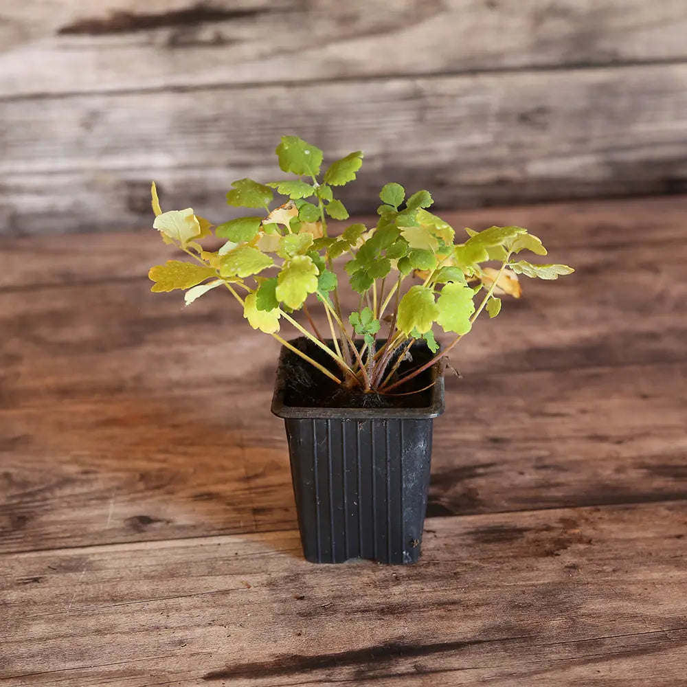 CHELIDOINE AB - PLANT 