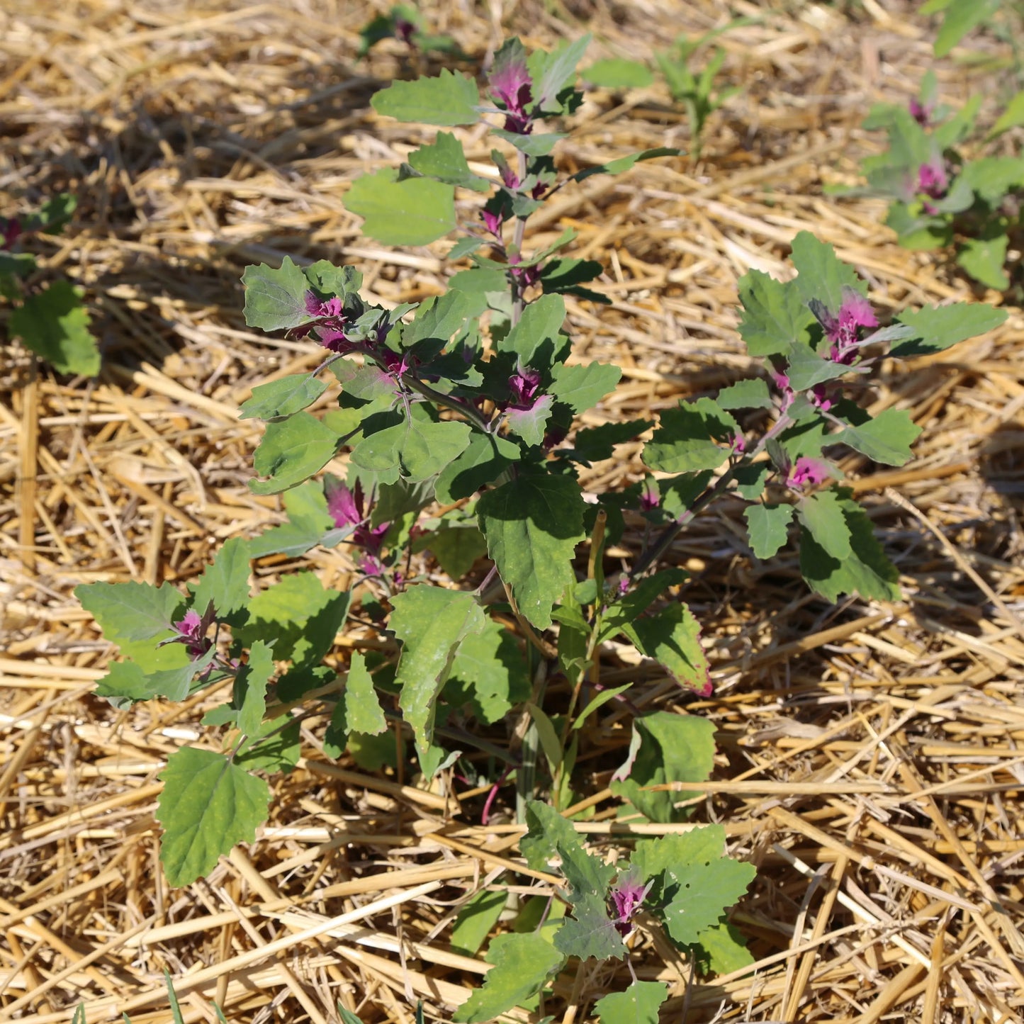 CHENOPODE GEANT OU EPINARD EN ARBRE AB 