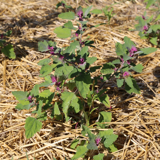 CHENOPODE GEANT OU EPINARD EN ARBRE AB 