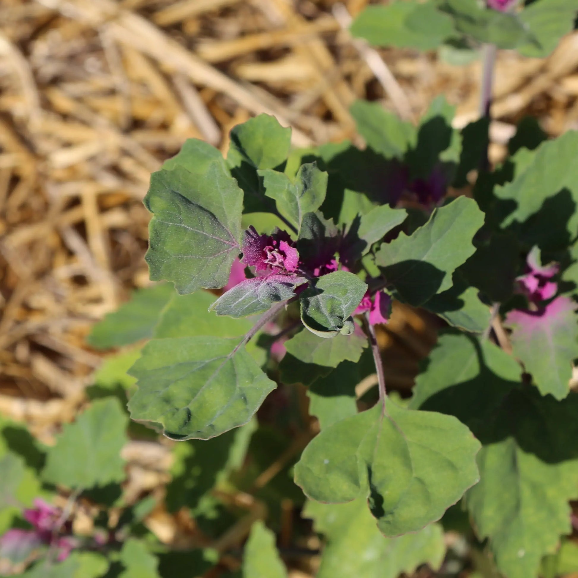 CHENOPODE GEANT OU EPINARD EN ARBRE AB 