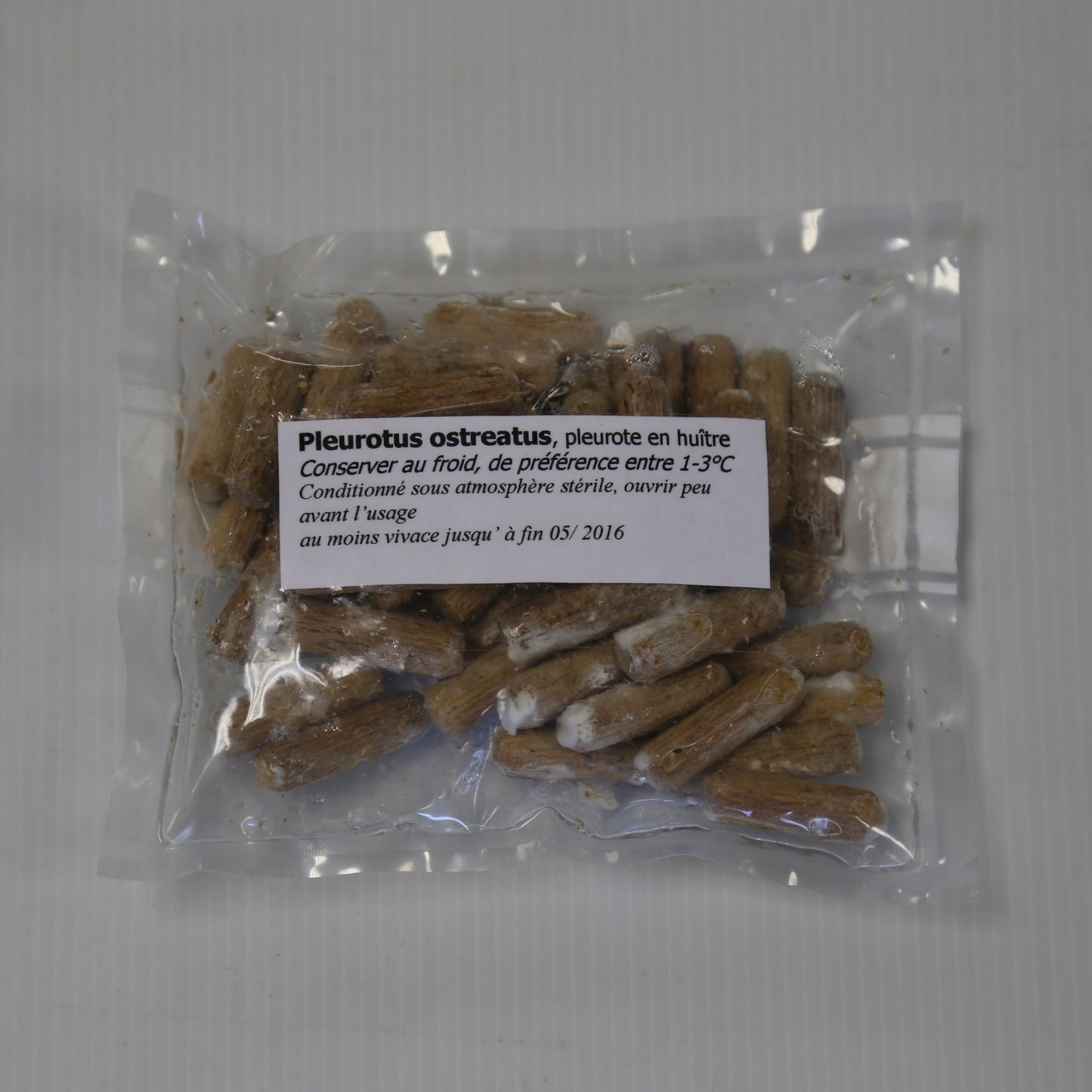 200 STÄCKE - SUMMER Oyster Mushroom AB