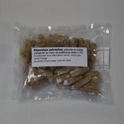 200 STÄCKE - SUMMER Oyster Mushroom AB