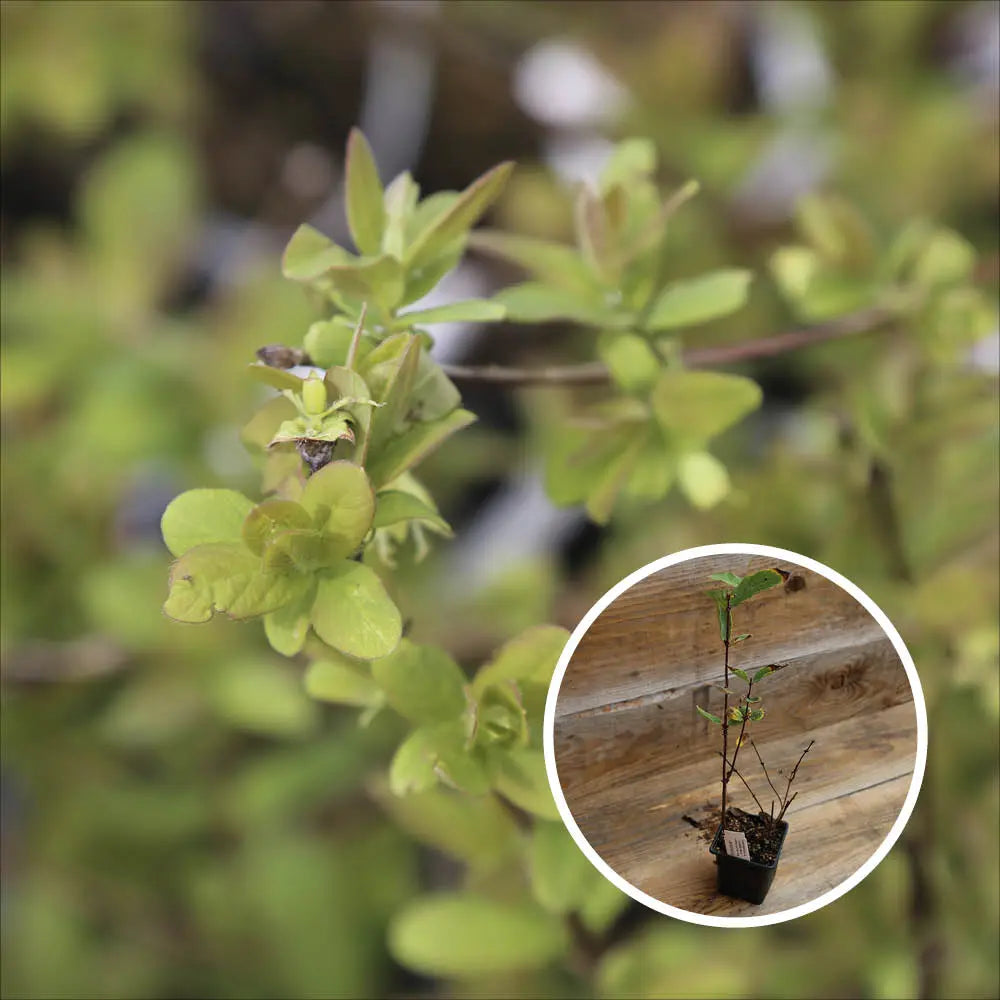 CHEVREFEUILLE COMESTIBLE ALTAJ AB - PLANT 