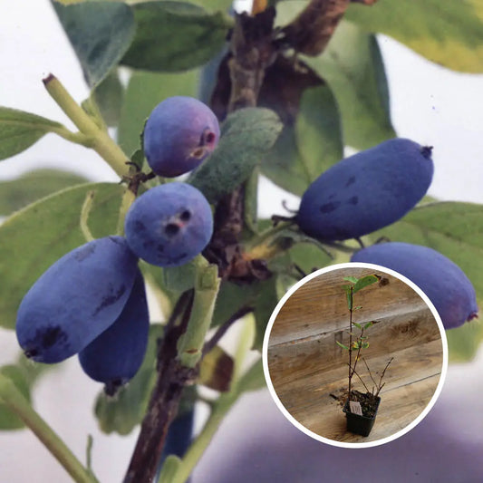 CHEVREFEUILLE COMESTIBLE EDULIS AB - PLANT 