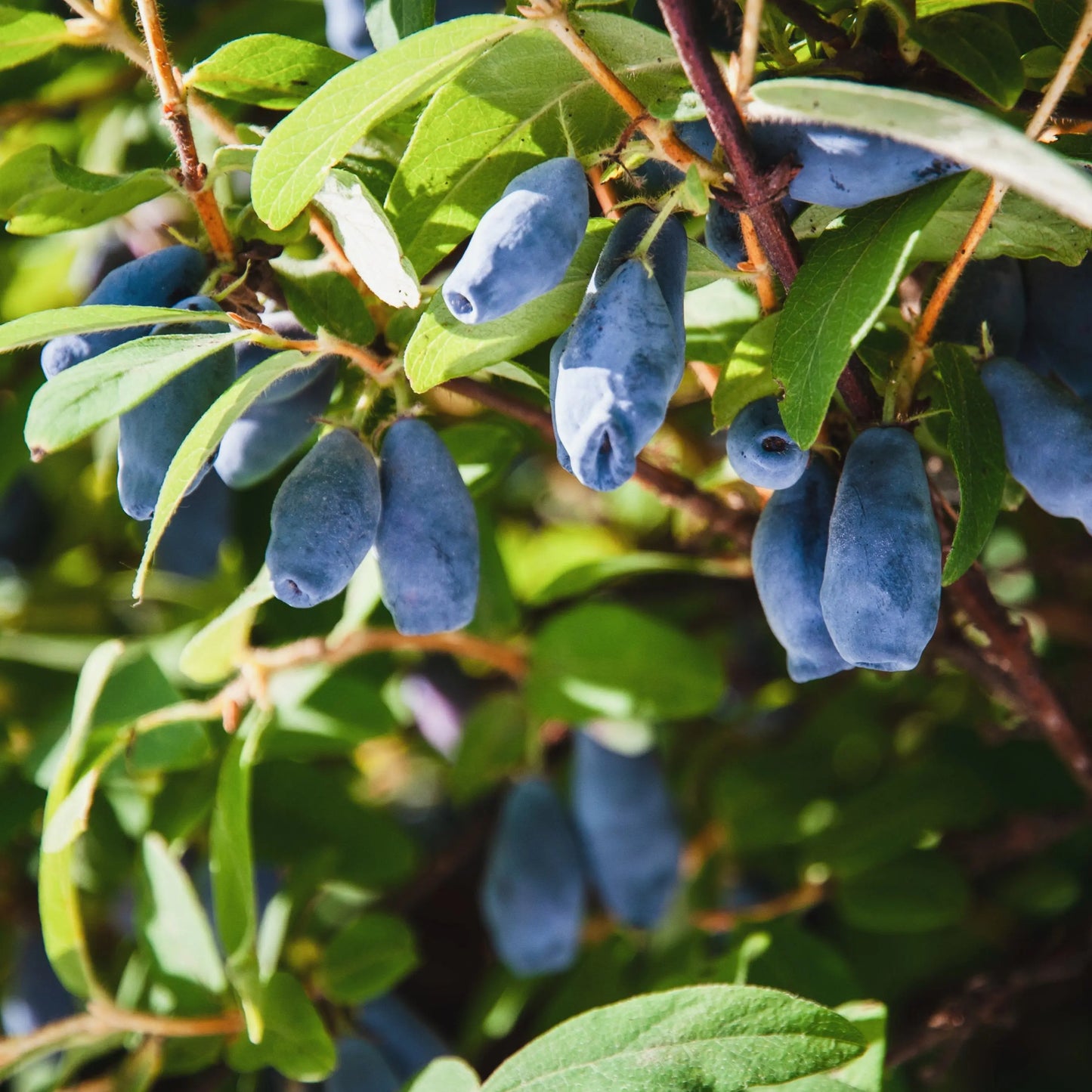CHEVREFEUILLE NAVY - PLANT 