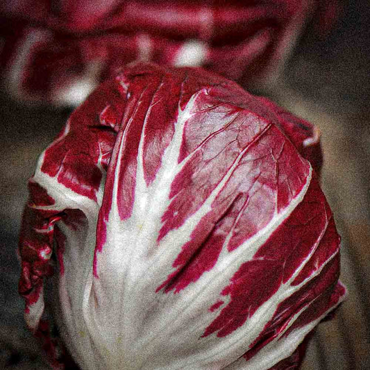 CHICOREE A LARGES FEUILLES PALLA ROSSA 3 AB 