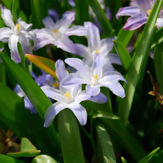 CHIONODOXA LUCILIAE 
