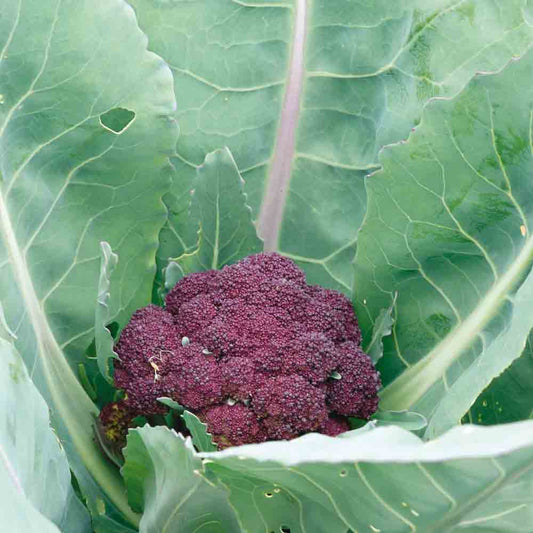 CHOU BROCOLI VIOLET DU CAP AB 