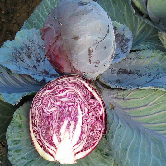 CHOU CABUS ROUGE RODYNDA AB 