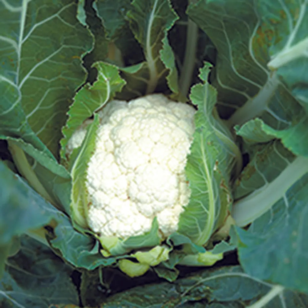 CHOU-FLEUR TARDIF D´ANGERS AB 