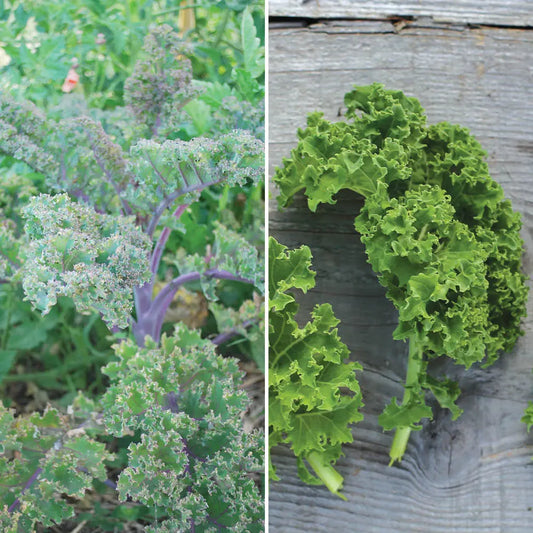 CHOU FRISE KALE EN MELANGE (Roter Grunkohl et Demi-Nain de Westland) AB 