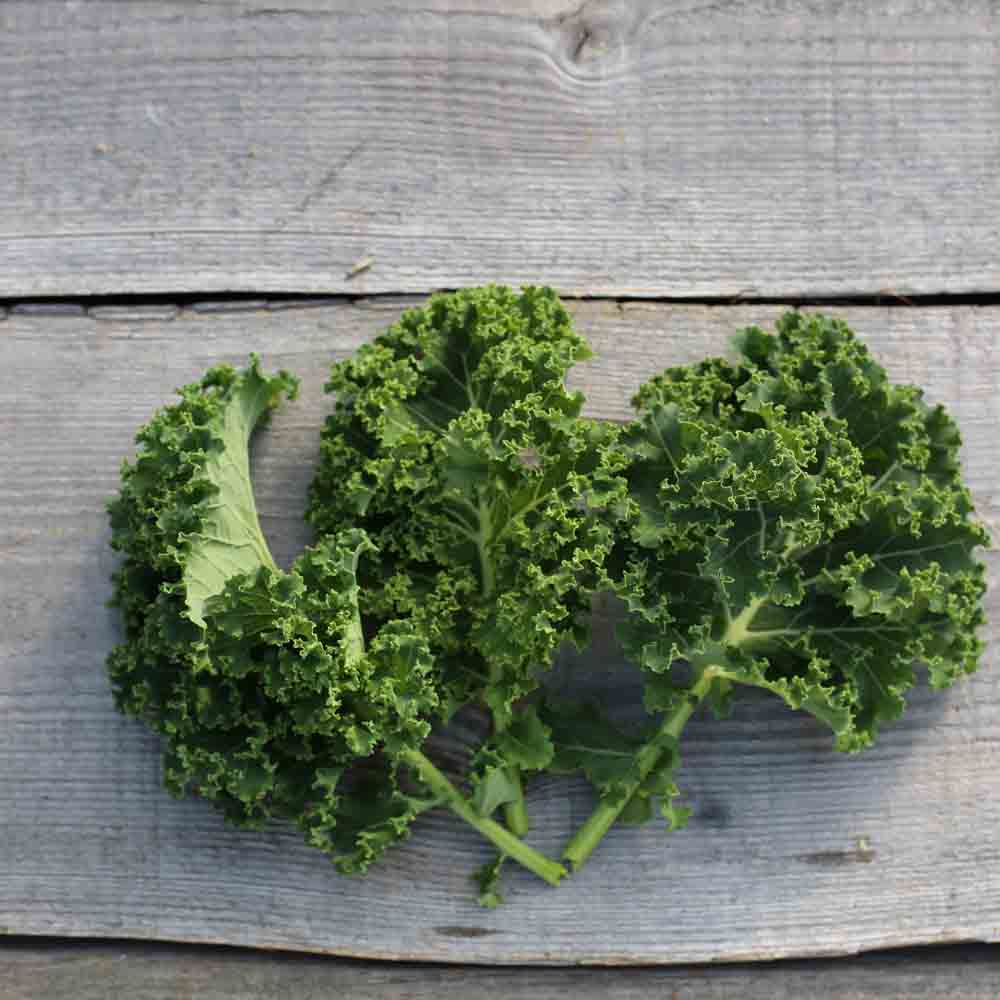 CHOU FRISE KALE HALBHOHER GRÜNER KRAUSER AB 