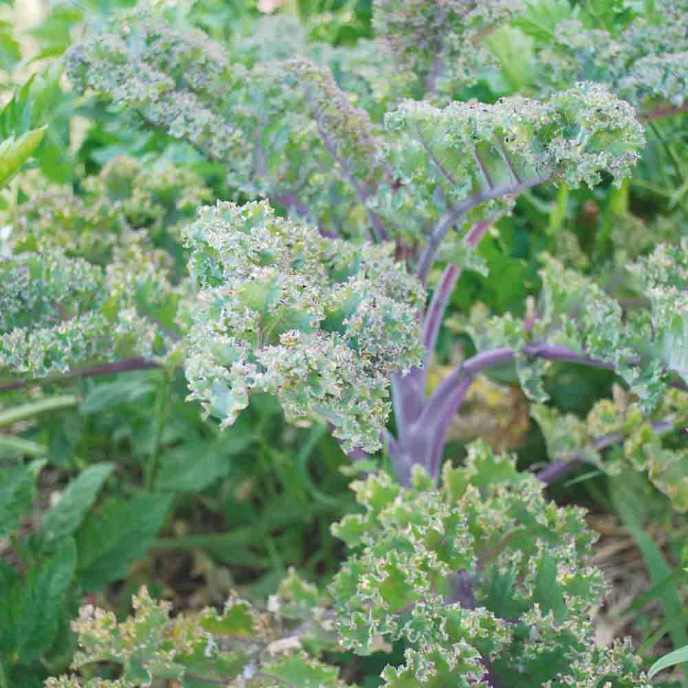 CHOU FRISE KALE ROTER GRUNKOHL AB 