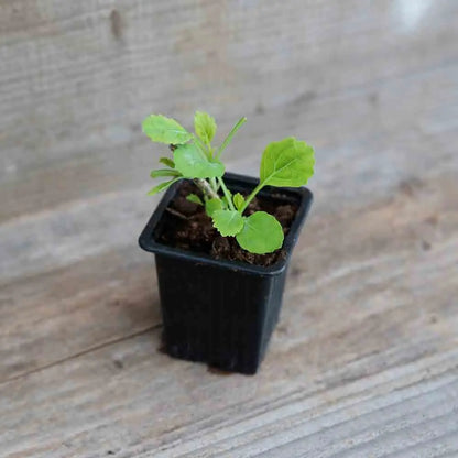 CHOU PERPETUEL DAUBENTON AB - PLANT 