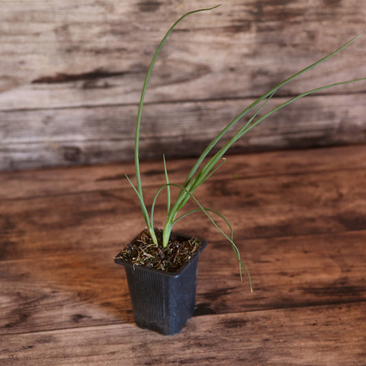 CIBOULE ISHIKURA AB - PLANT 