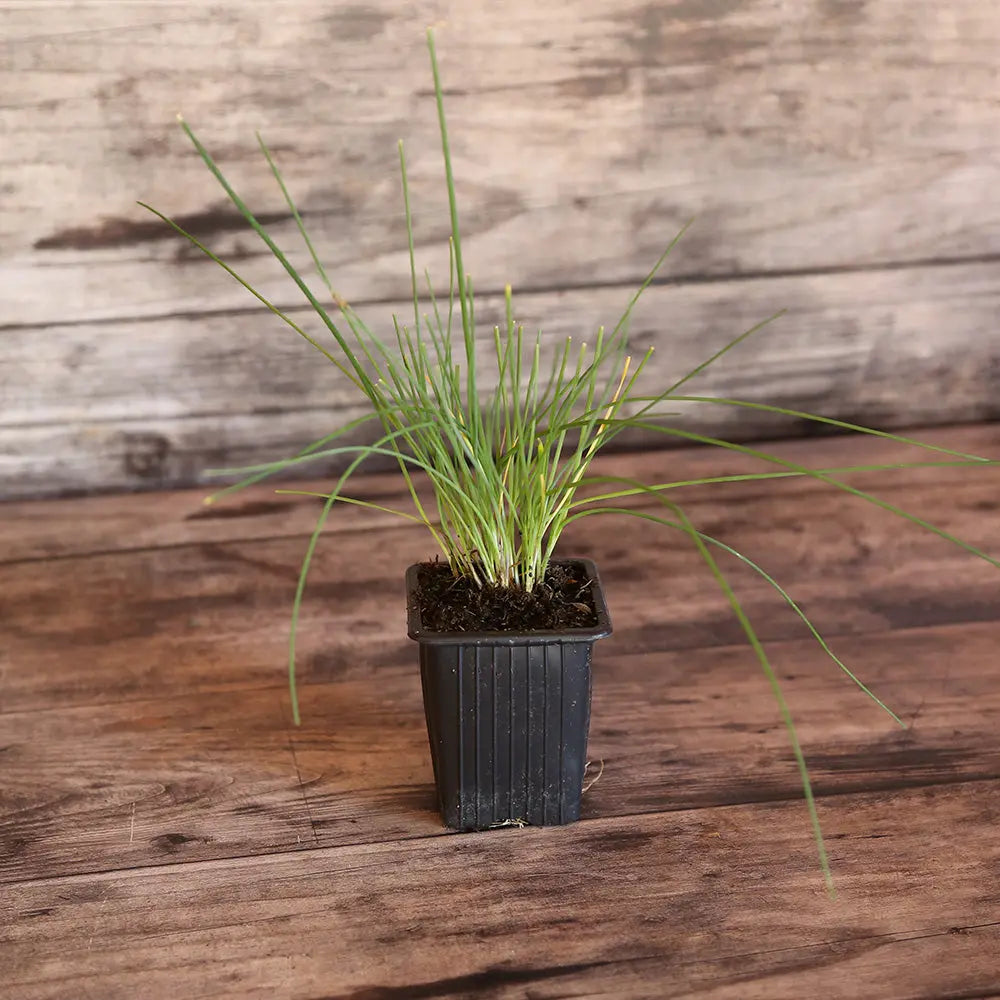 CIBOULETTE AB - PLANT 