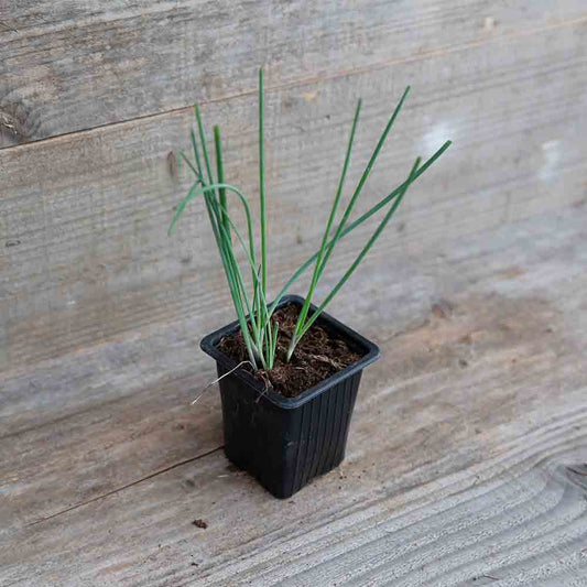 CIBOULETTE AB - PLANT 