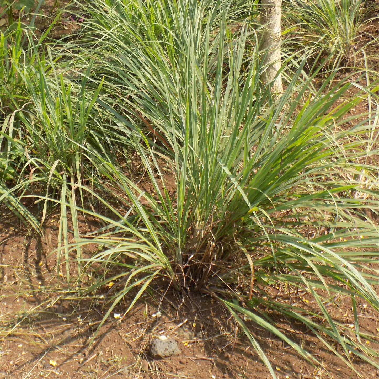 LEMONSELLA ODER INDISCHE VERBENA NT