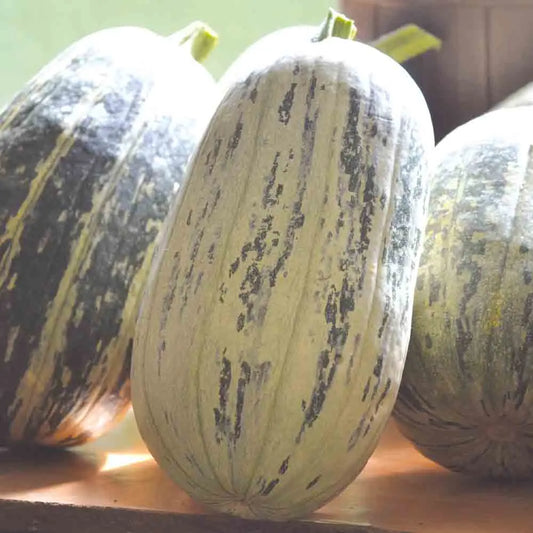 CITROUILLE DE TOURAINE AB 