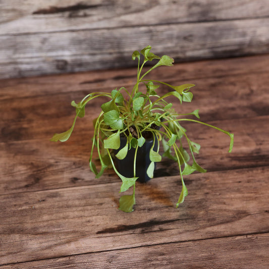 POURPIER D'HIVER OU CLAYTONE DE CUBA AB - PLANT 
