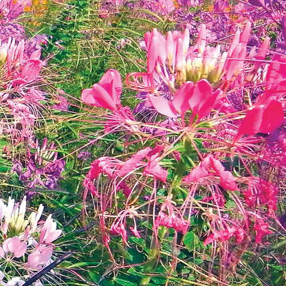 CLEOME VARIEE AB 