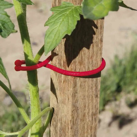 CLIPS TOMATES 