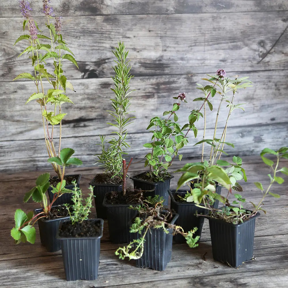 COLLECTION 10 PLANTS - COCKTAIL TISANE BIEN-ÊTRE 