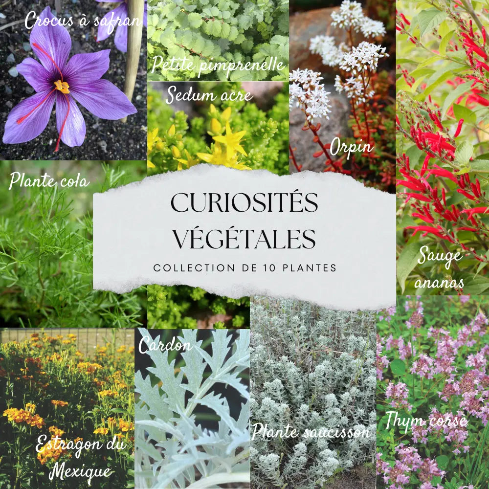 COLLECTION 10 PLANTS - CURIOSITÉS VÉGÉTALES 
