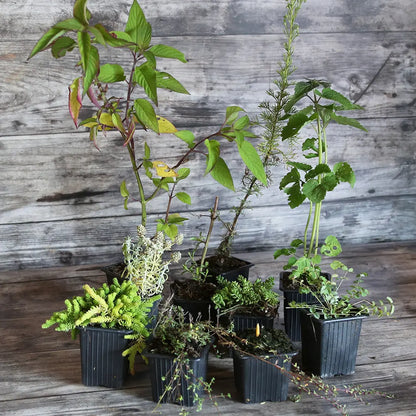 COLLECTION 10 PLANTS - CURIOSITÉS VÉGÉTALES 