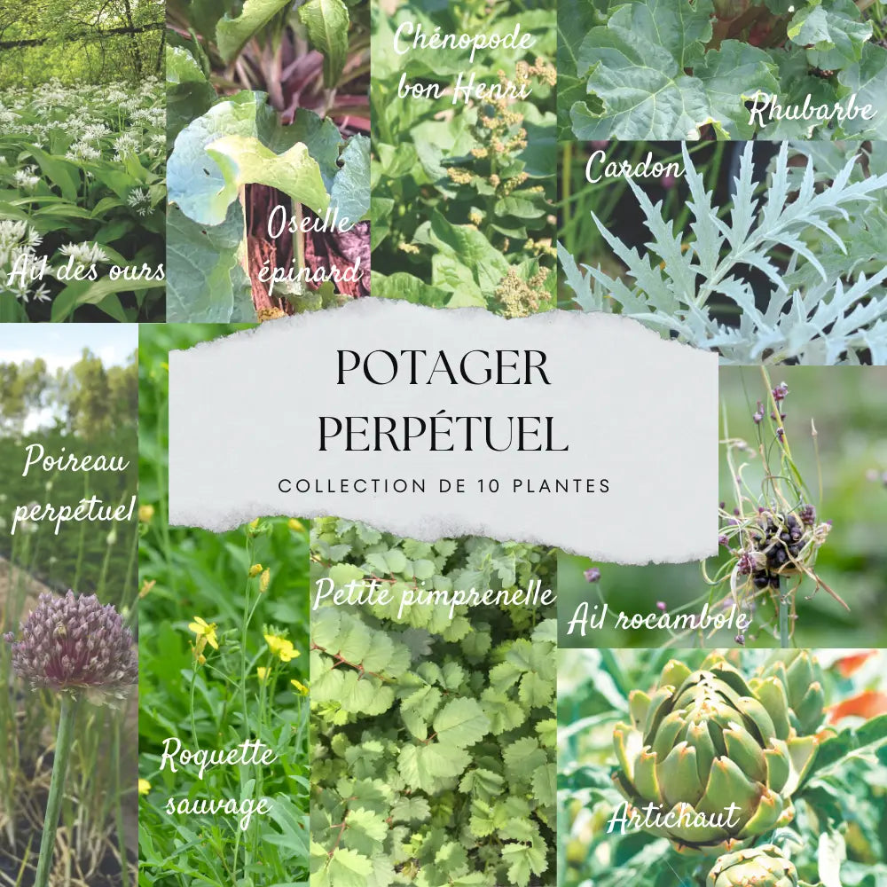 COLLECTION 10 PLANTS - LÉGUMES PERPÉTUELS 