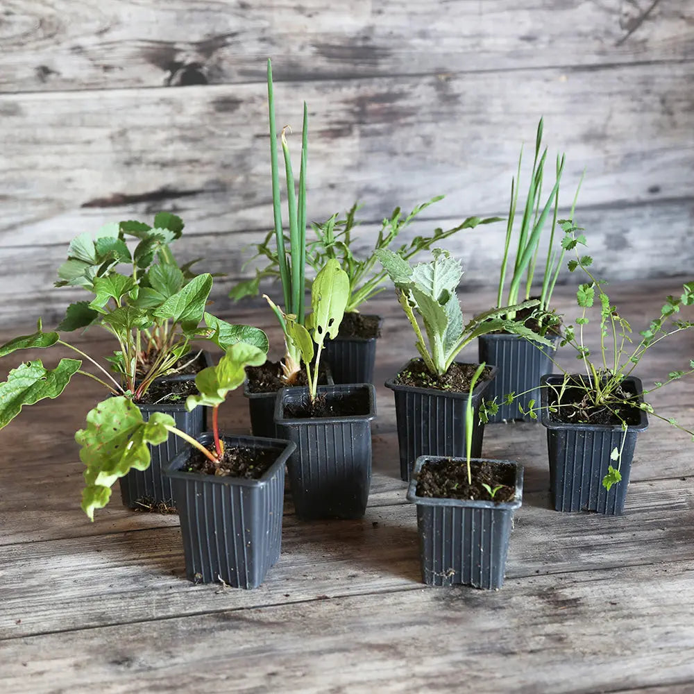 COLLECTION 10 PLANTS - LÉGUMES PERPÉTUELS 