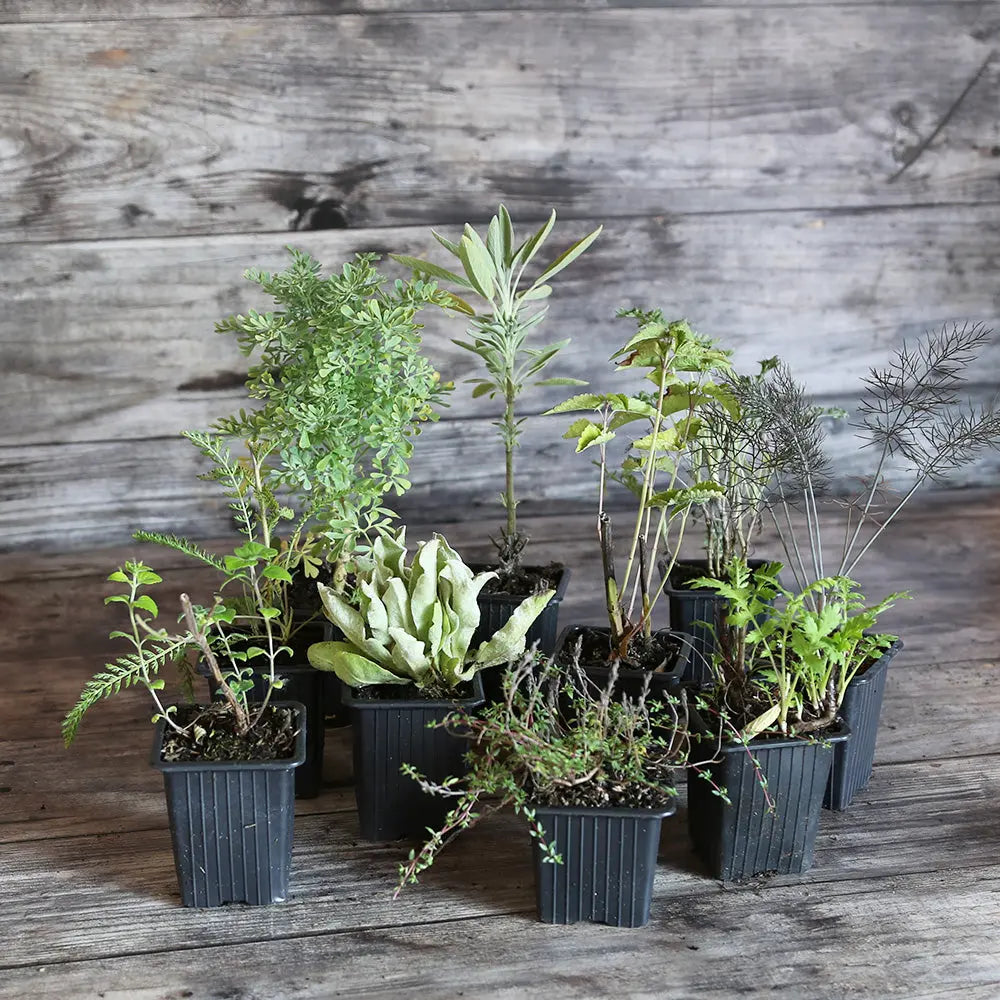 COLLECTION 10 PLANTS - MELLIFÈRES ET UTILES AU POTAGER 