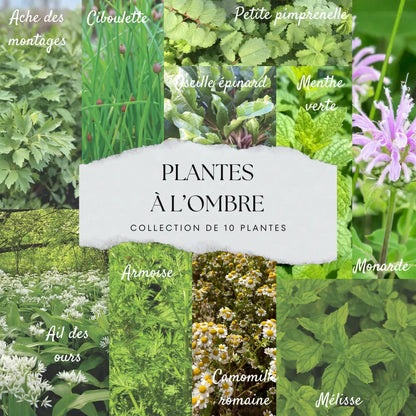 COLLECTION 10 PLANTS - OMBRE 