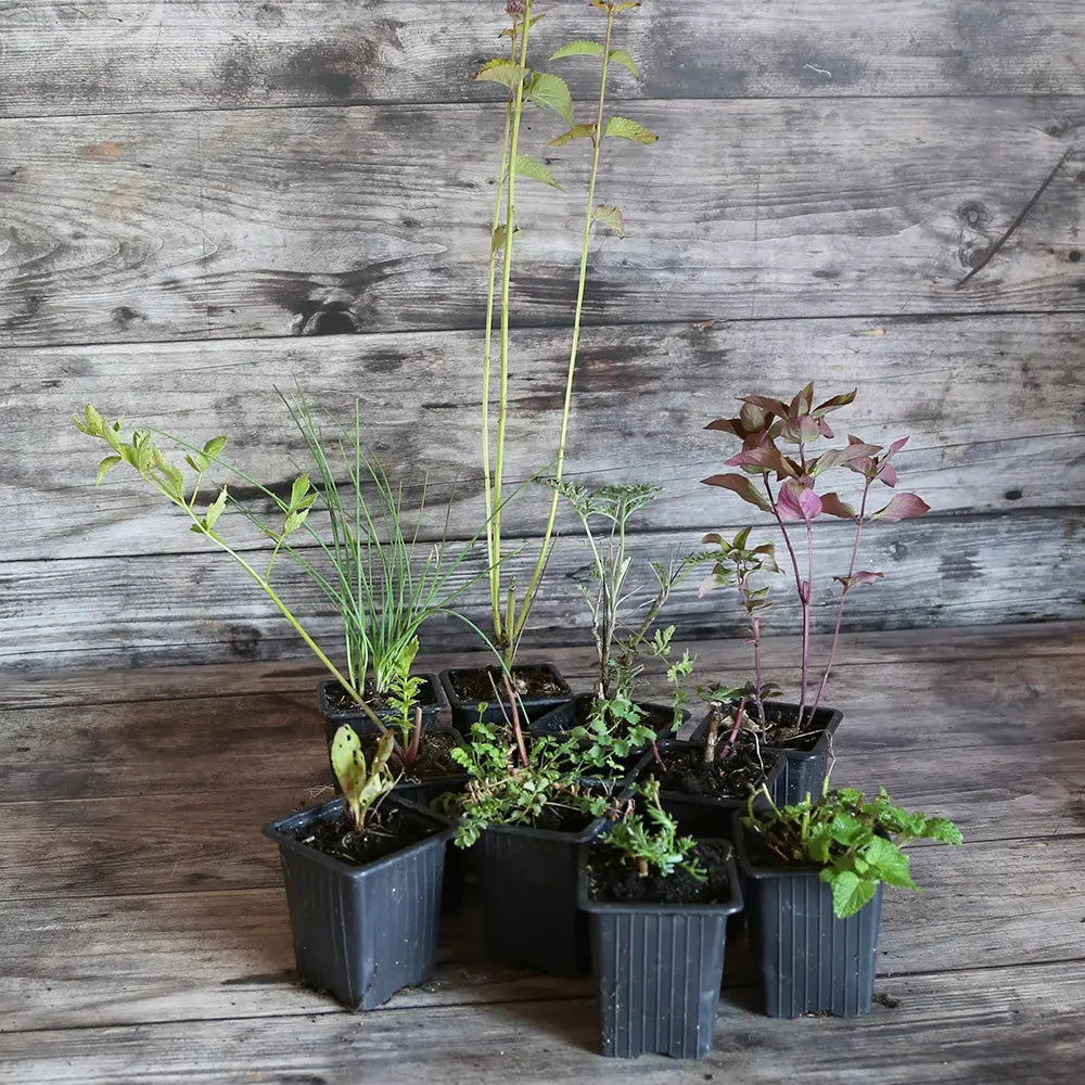 COLLECTION 10 PLANTS - OMBRE 