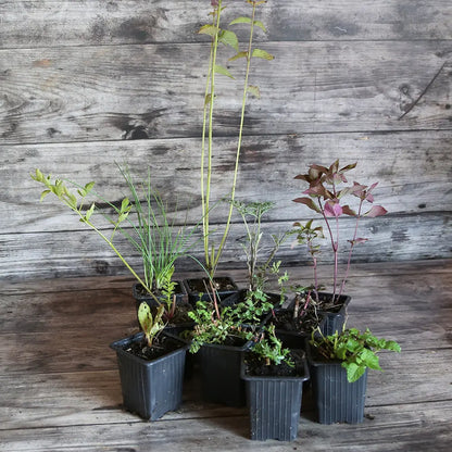 COLLECTION 10 PLANTS - OMBRE 