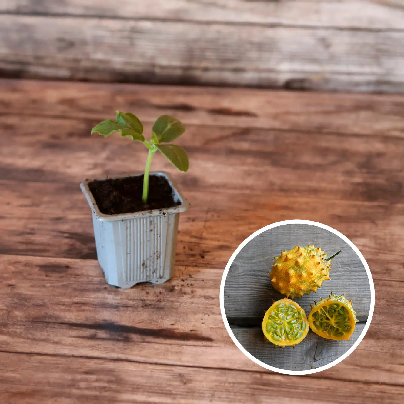 CONCOMBRE CORNU D'AFRIQUE KIWANO AB - PLANT 