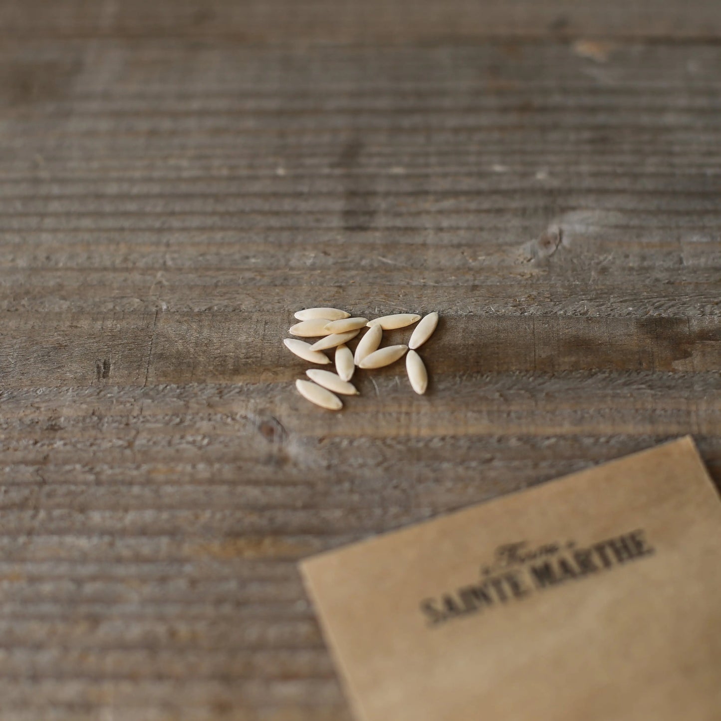 CONCOMBRE DU NEPAL AB